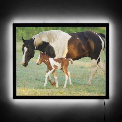 Mom  Newborn Paint Filly LED Sign