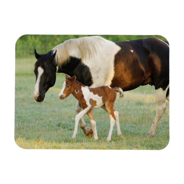 Mom & Newborn Paint Filly Magnet (Horizontal)