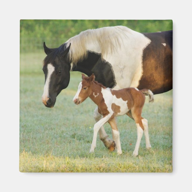 Mom & Newborn Paint Filly Magnet (Front)