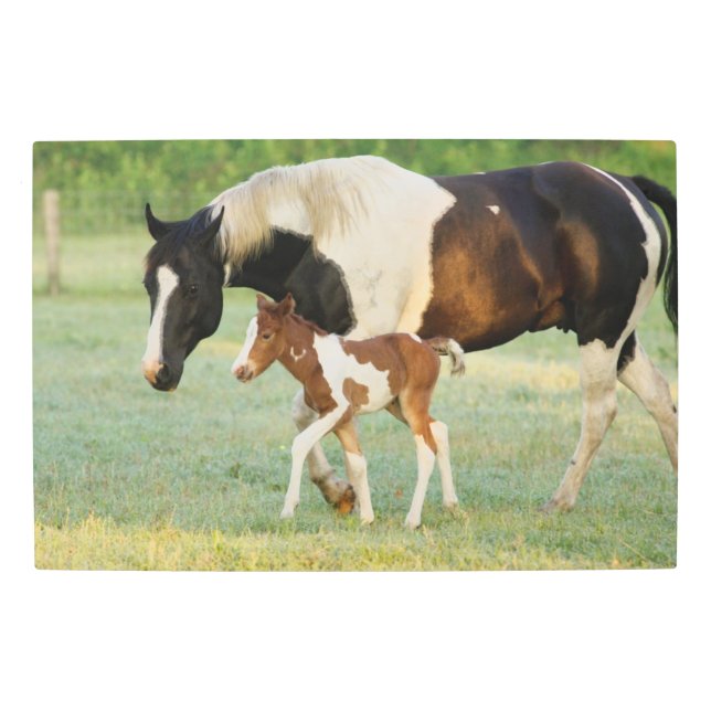 Mom & Newborn Paint Filly Metal Print (Front)
