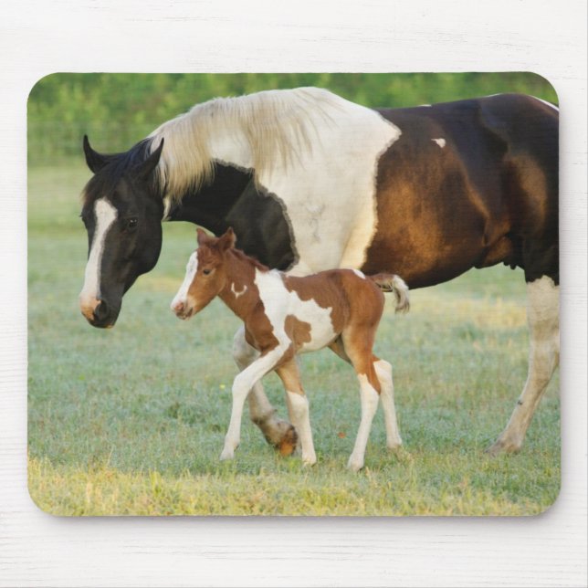 Mom & Newborn Paint Filly Mouse Pad (Front)