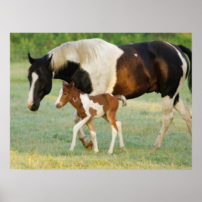 Mom & Newborn Paint Filly Poster (Front)