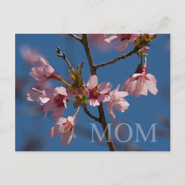 Mom Pretty Floral Photo Flower Blooms Spring Scene Postcard (Front)