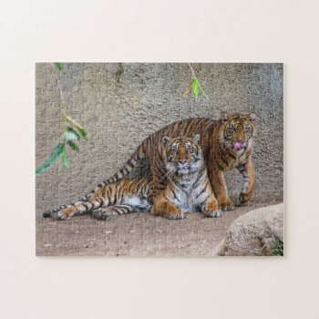 Mom Tiger And One Of Her 3 Cubs Jigsaw Puzzle by hawkysmom at Zazzle