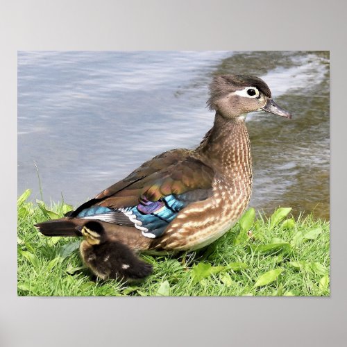Mom Wood duck with duckling Poster
