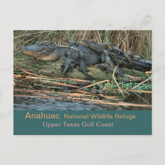 Moma 'Gator Postcard