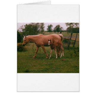 Moma horse and baby horse cards