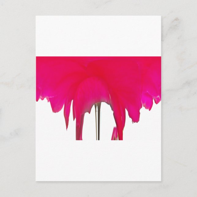 Moment Captured: A Red Rose Petal Elegance Postcard (Front)