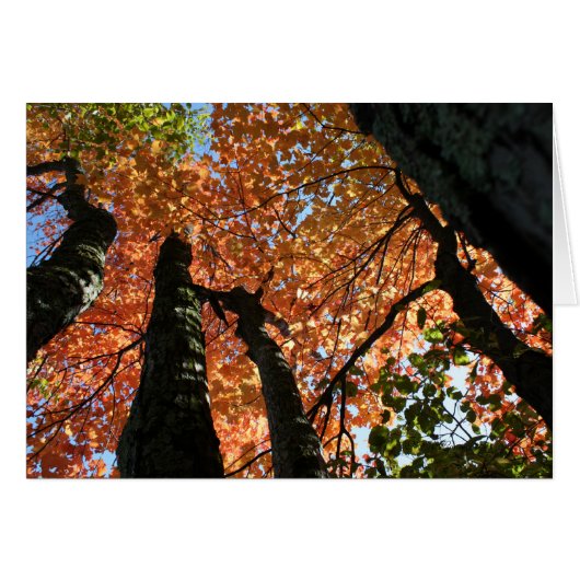 Moment of Fall Zen (Front Horizontal)