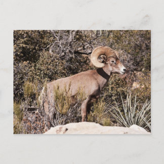 Momentary Pause Postcard