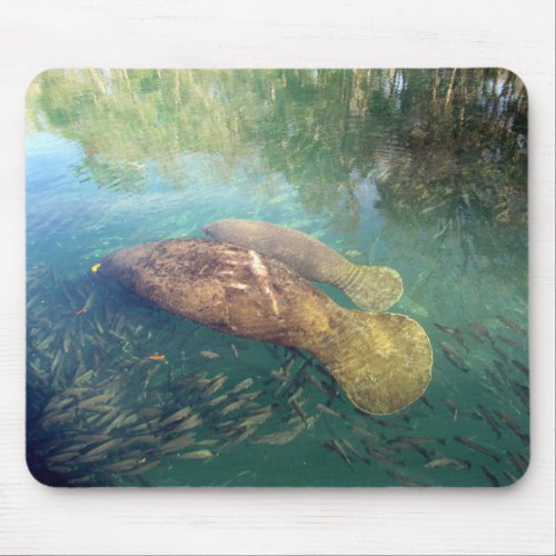 Momma and Baby Manatee Mouse Pad