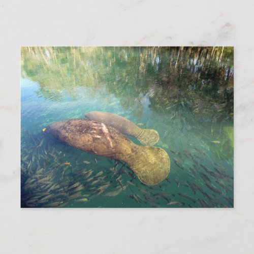 Momma and Baby Manatee Postcard