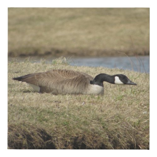 Momma Canadian Goose Wildlife Photography Birds  Faux Canvas Print