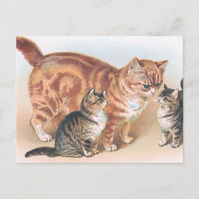 "Momma Cat" Vintage Postcard (Front)