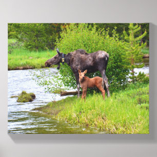 Momma Moose and Calf Canvas Photo Tile