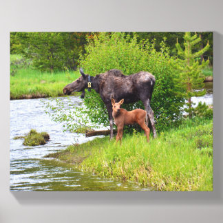 Momma Moose and Calf Canvas Photo Tile
