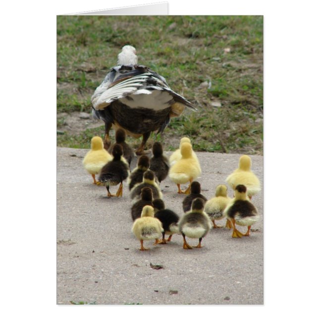 Momma Muscovy Leading Her Ducklings Cards (Front)