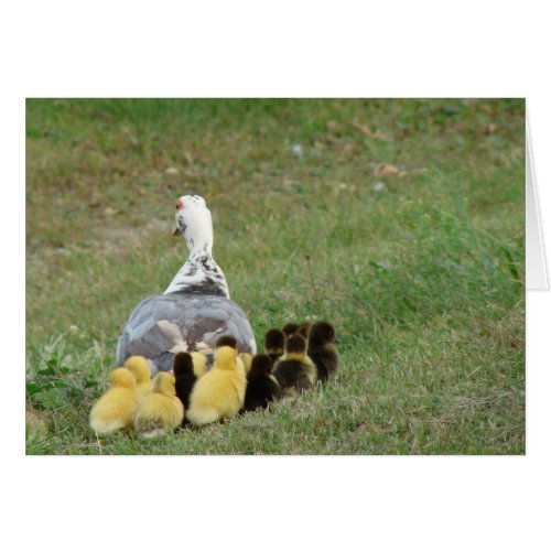 Momma Muscovy With Ducklings