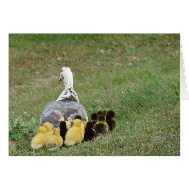 Momma Muscovy With Ducklings Cards (Front Horizontal)