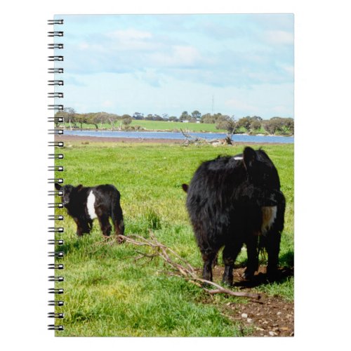 Mommy And Baby Galloway Cow Notebook