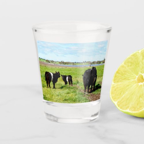 Mommy And Baby Galloway Cow Shot Glass