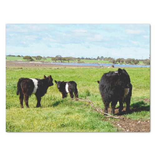 Mommy And Baby Galloway Cow Tissue Paper
