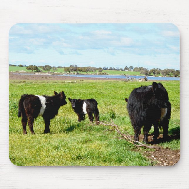 Mommy And Baby Galloway Cows,  Mousepad (Front)