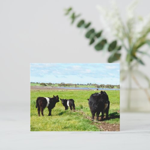 Mommy And Baby Galloway Cows Postcard
