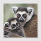 Mommy And Baby Lemur Having A Cuddle, (Front)