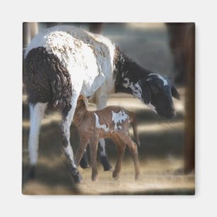 Mommy & Baby Goat Magnet
