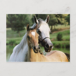 Mommy & Colt Postcard