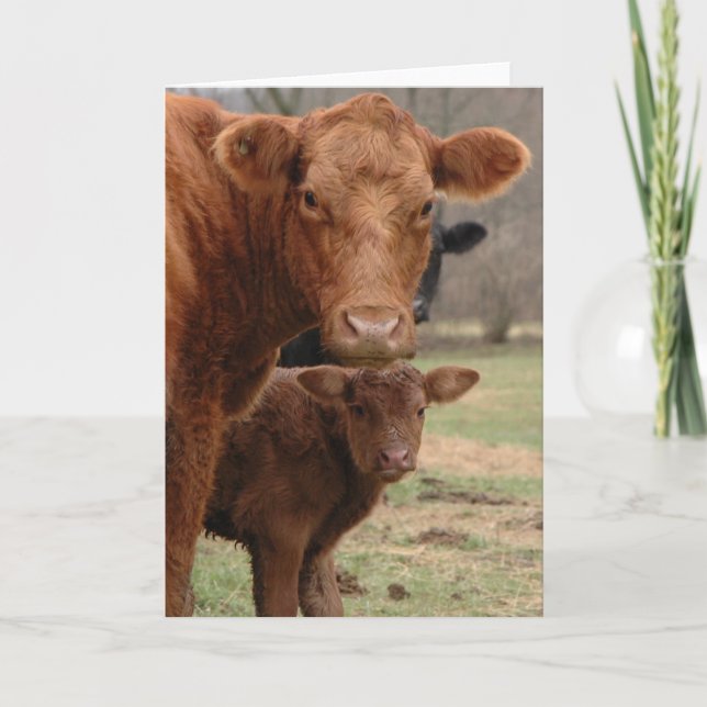 mommy cow and baby cow holiday card (Front)