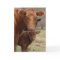 mommy cow and baby cow