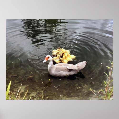Mommy Duck Ducklings Nature Photography Poster