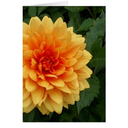 Mom's Dahlia Cards (Front)
