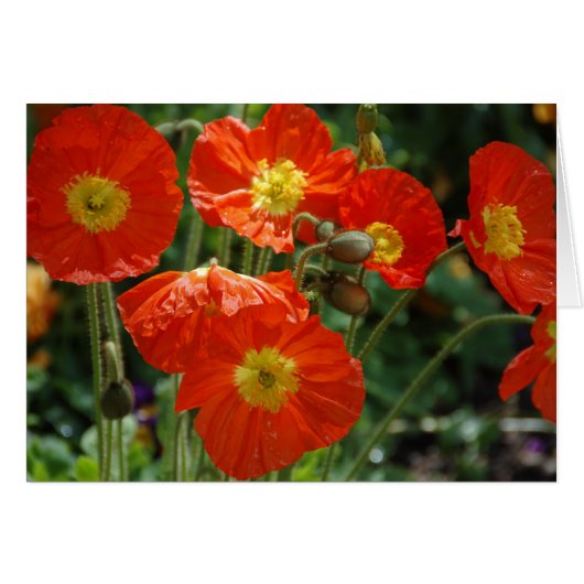 Mon Ame (Front Horizontal)