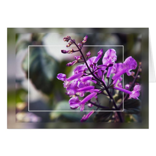Mona Lavender Blossom Cards (Front Horizontal)