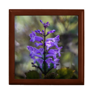 Mona Lavender Gift Box