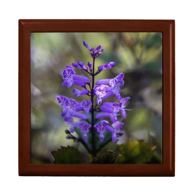 Mona Lavender Gift Box (Front)