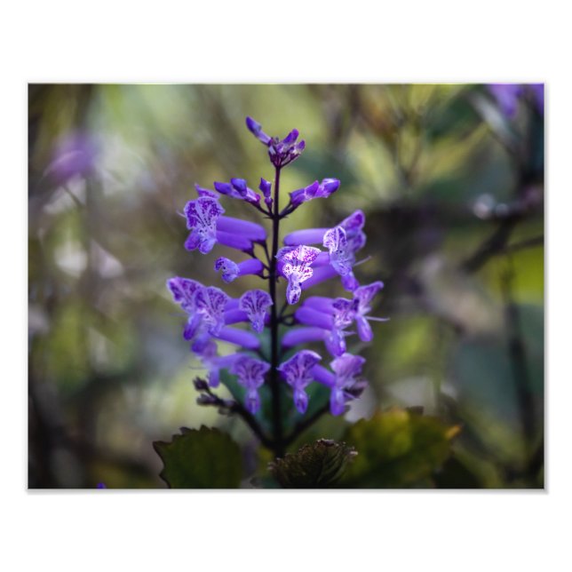 Mona Lavender Photo Print (Front)