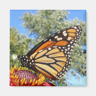 Monarch 38 ~ magnet
