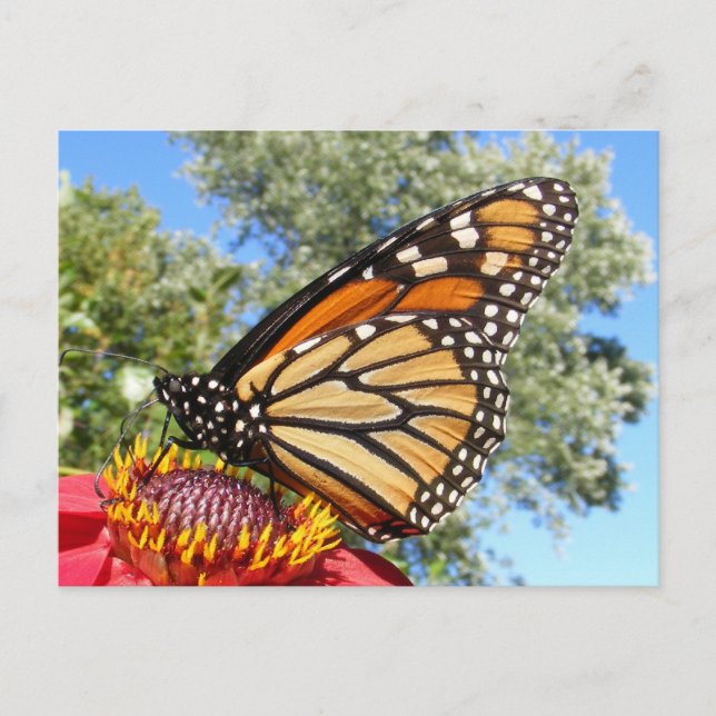 Monarch 38 ~ postcard (Front)