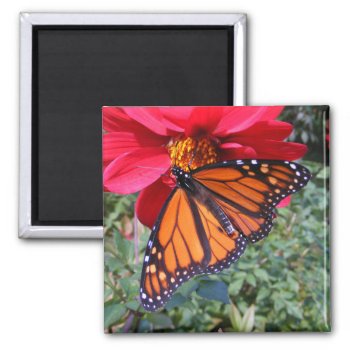 Monarch 4 ~ Magnet by Andy2302 at Zazzle
