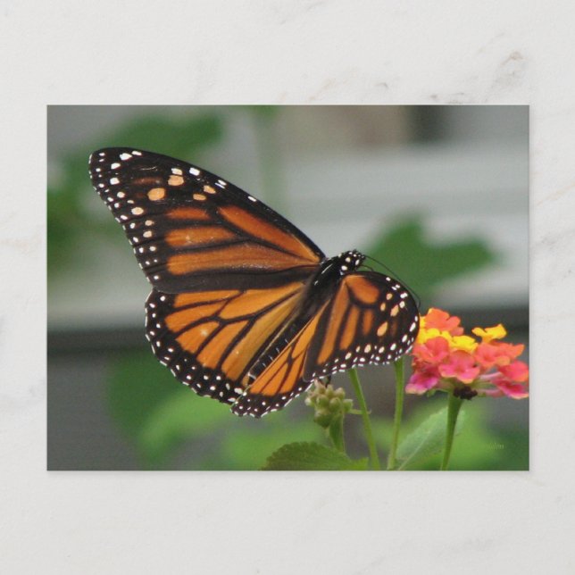 Monarch and Lantana Postcard (Front)