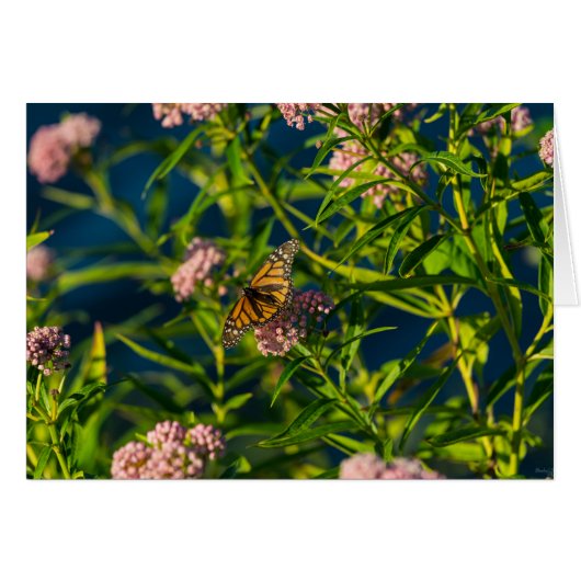 Monarch And Milkweed (Front Horizontal)