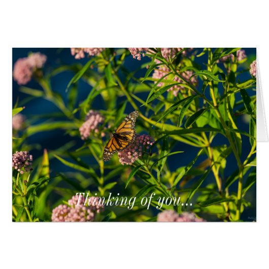Monarch And Milkweed Cards (Front Horizontal)