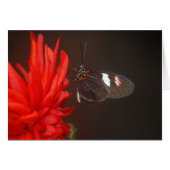 Monarch Black Butterfly (Front Horizontal)