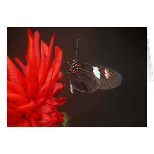 Monarch Black Butterfly Cards (Front Horizontal)