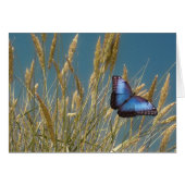 Monarch Blue Butterfly on Grain (Front Horizontal)