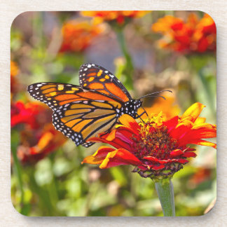 Monarch Buterfly Beverage Coaster
